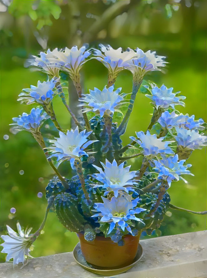 Succulent blooms