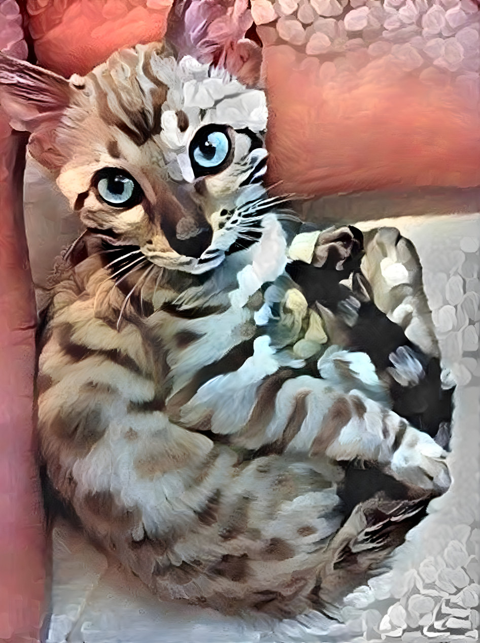 Silver Bengal darling