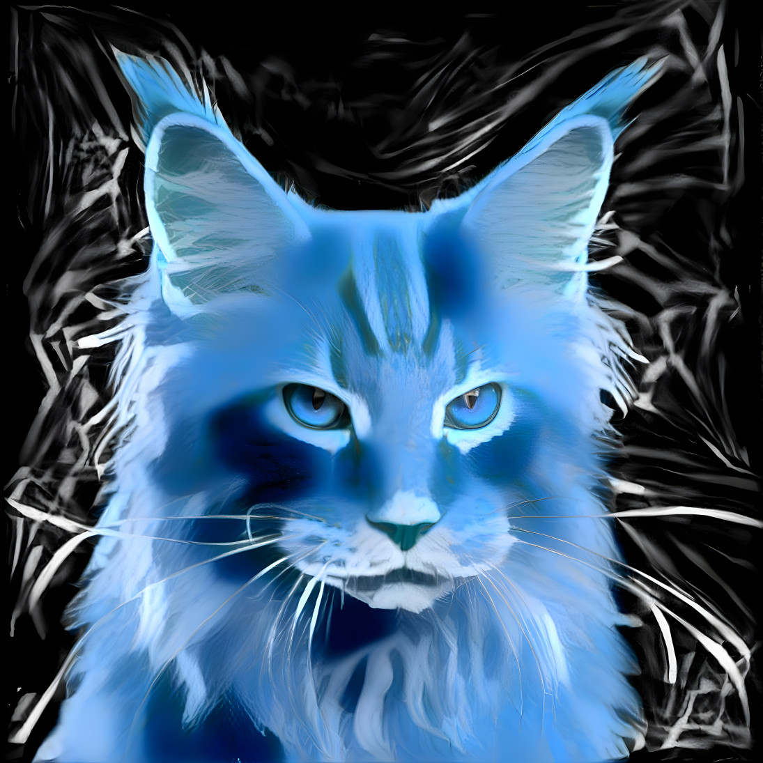 Bluetiful Maine coon