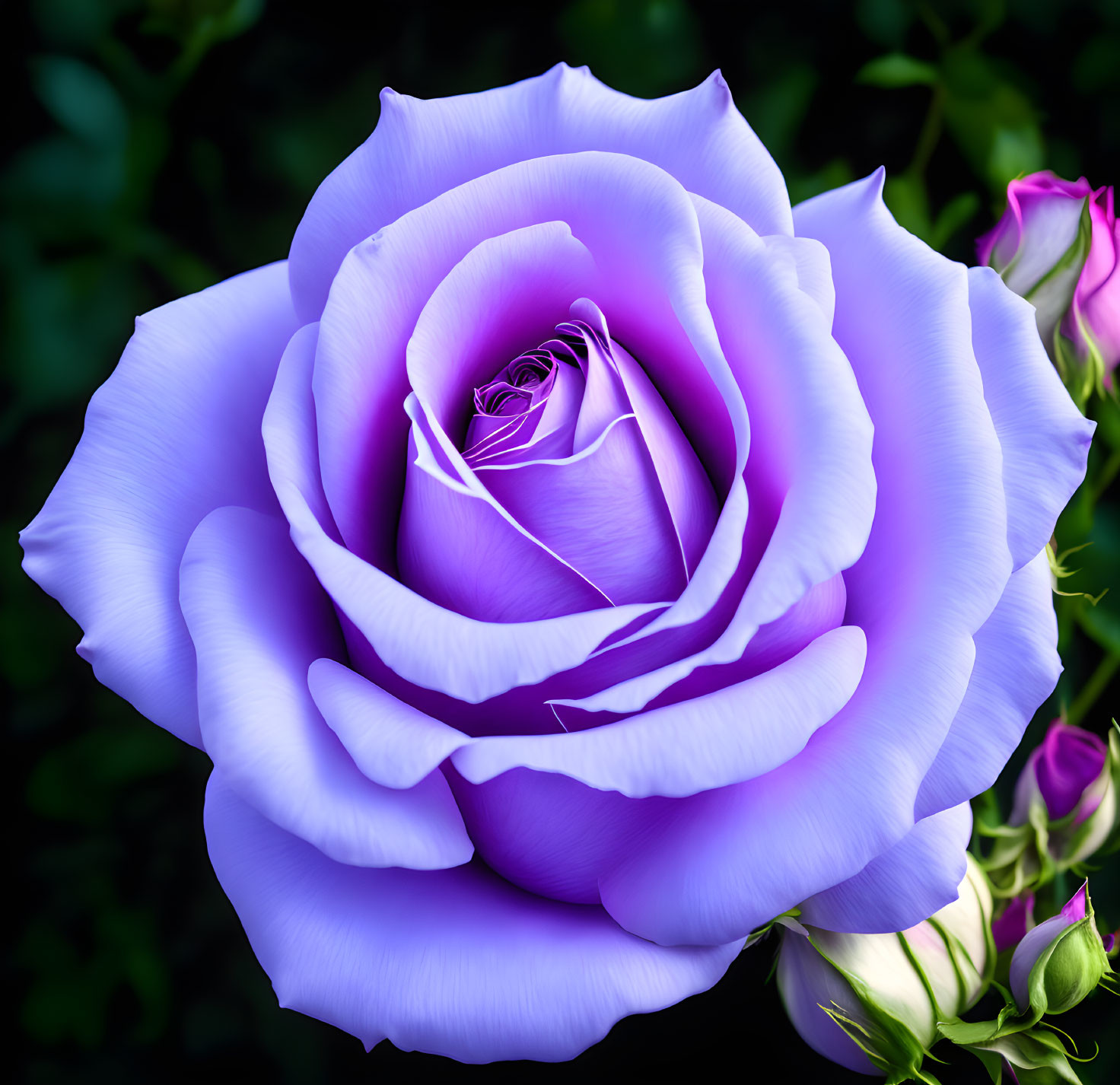 Vibrant purple rose in full bloom against dark green background with rosebuds