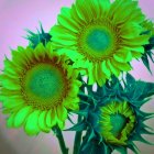 Vibrant sunflowers with green leaves against pinkish sky background