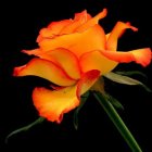 Bright Orange Flower with Delicate Petals and Visible Stamens on Dark Background