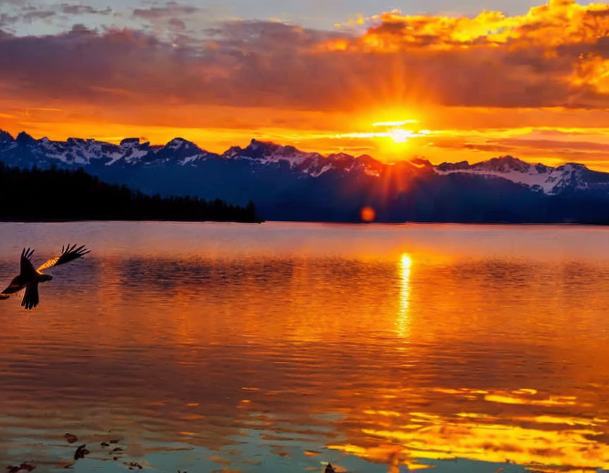 Majestic bird flying over tranquil lake at sunset