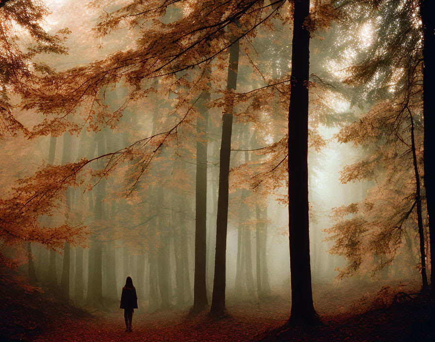 Woman in misty autumn forest with fallen leaves and tall trees