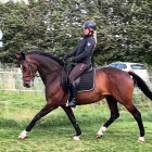 Woman in black riding attire on galloping horse in lush green setting