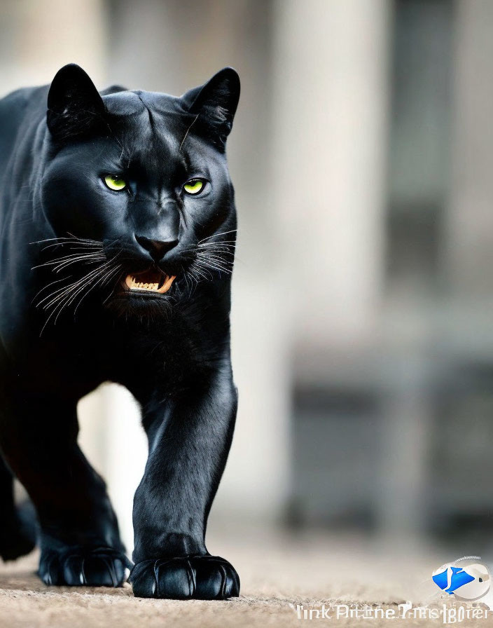 Black Panther with Yellow Eyes Prowling in Alert Stance