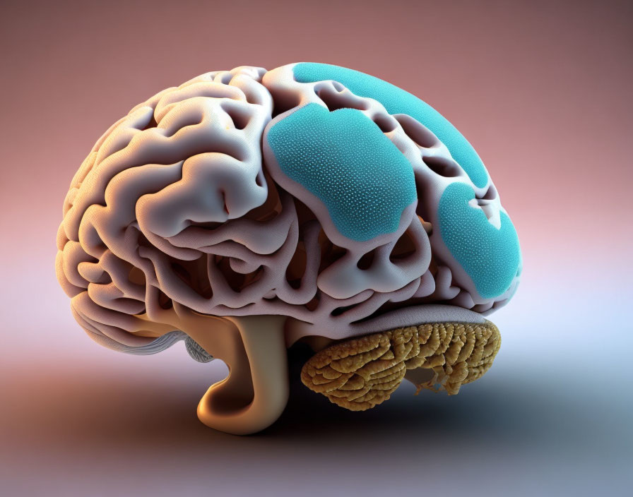 Detailed 3D Human Brain Illustration with White and Blue Sections