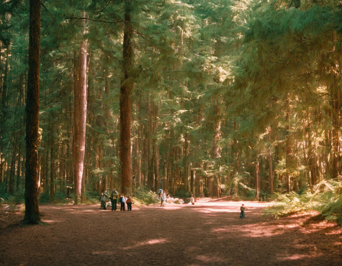 Forest scene: Sunlight on dirt path with people and children playing