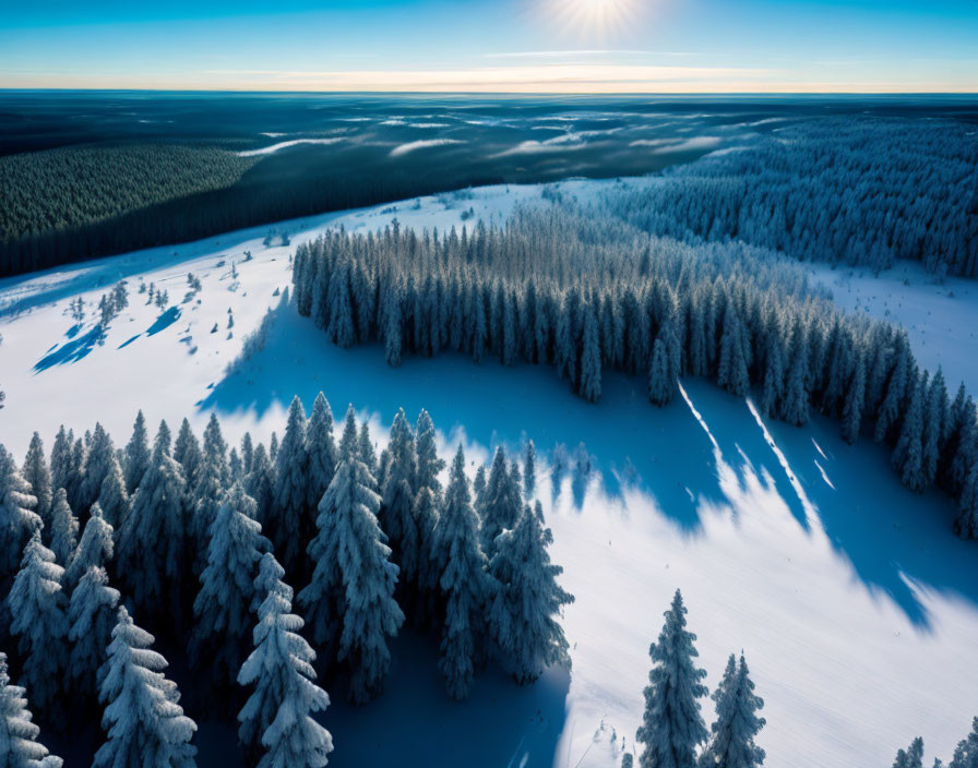 Snowy forest with tall pine trees casting shadows under clear sky