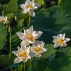 Sunlit White Water Lilies Floating on Green Water Surface