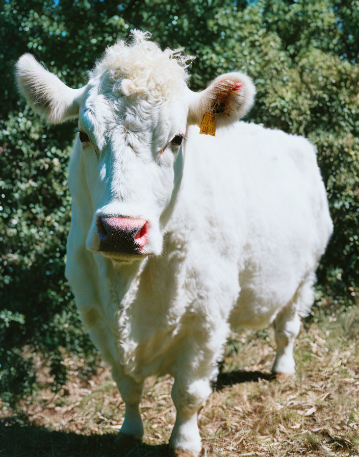 Fluffy white cow with ear tag in front of green trees under blue sky