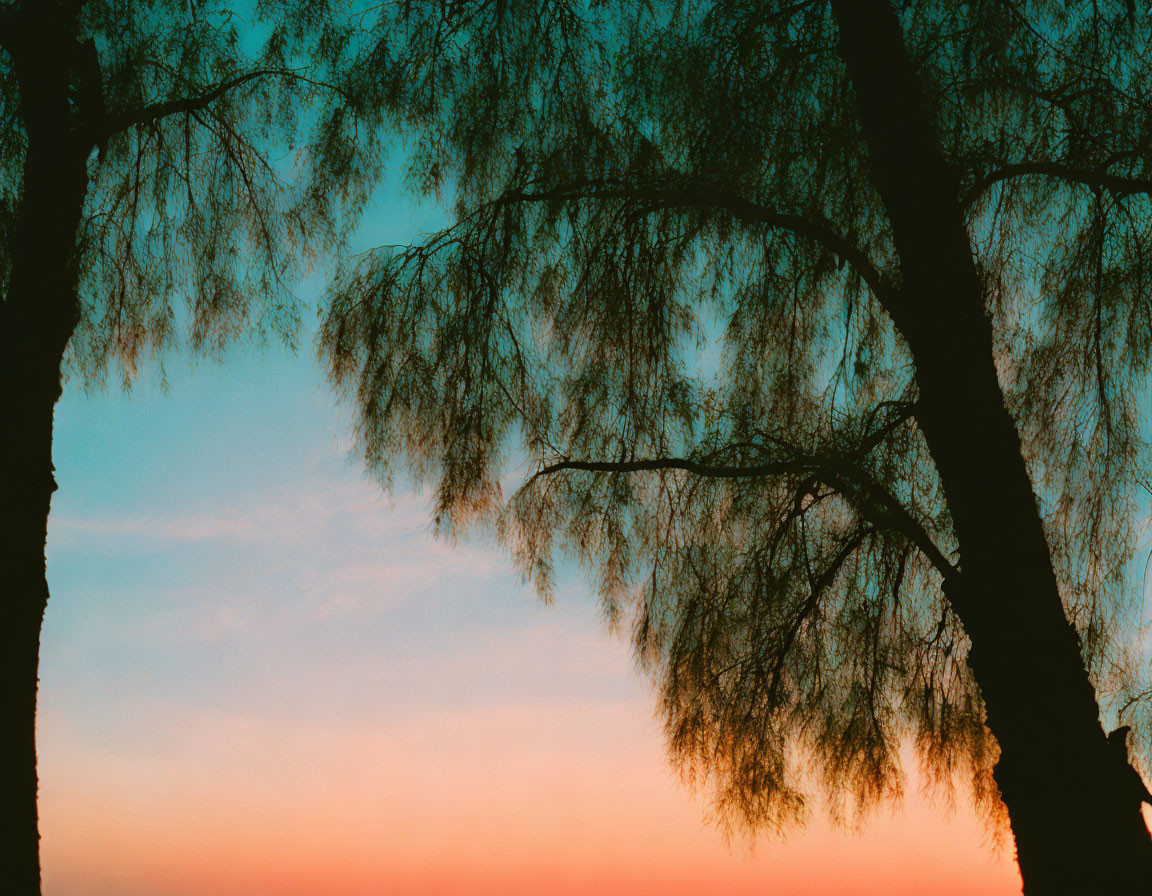 Twilight Sky: Silhouettes of Slender Trees in Orange and Blue