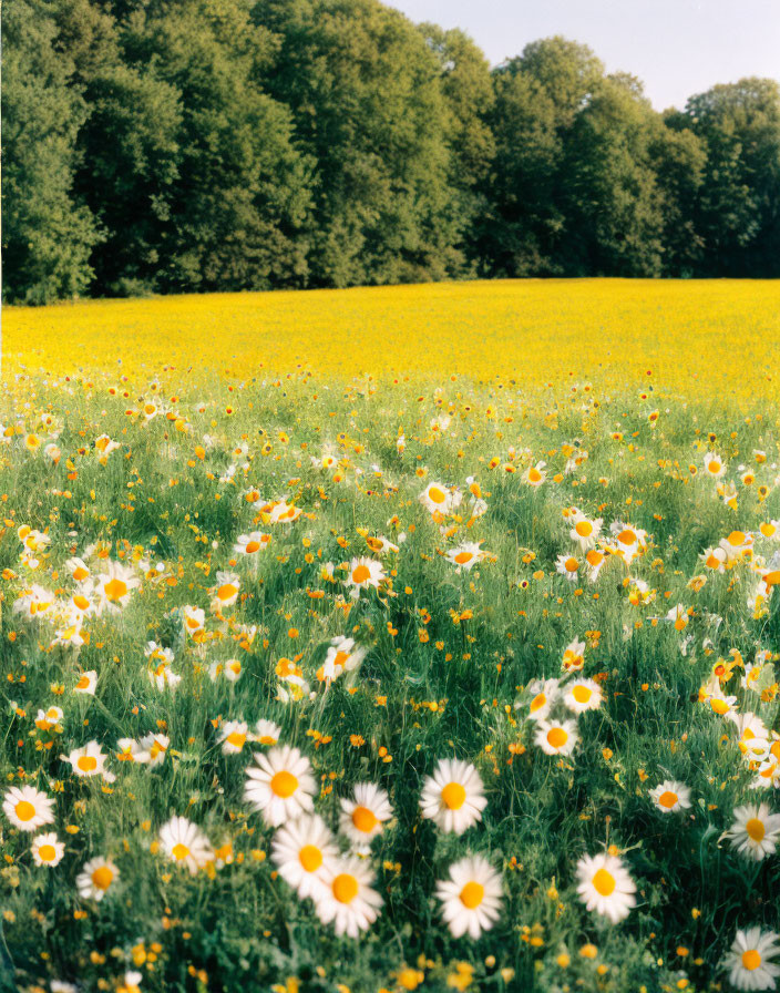 Lush field with yellow flowers and white daisies under green trees