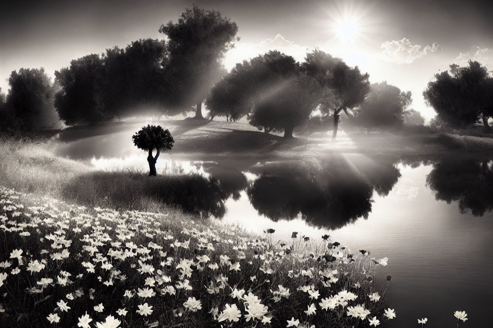 Tranquil black and white landscape with trees, pond reflection, sunlight, mist, and blooming