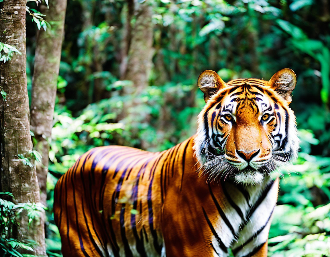 Majestic tiger with orange and black stripes in lush forest setting