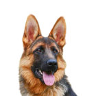 German Shepherd portrait with tongue out on light background