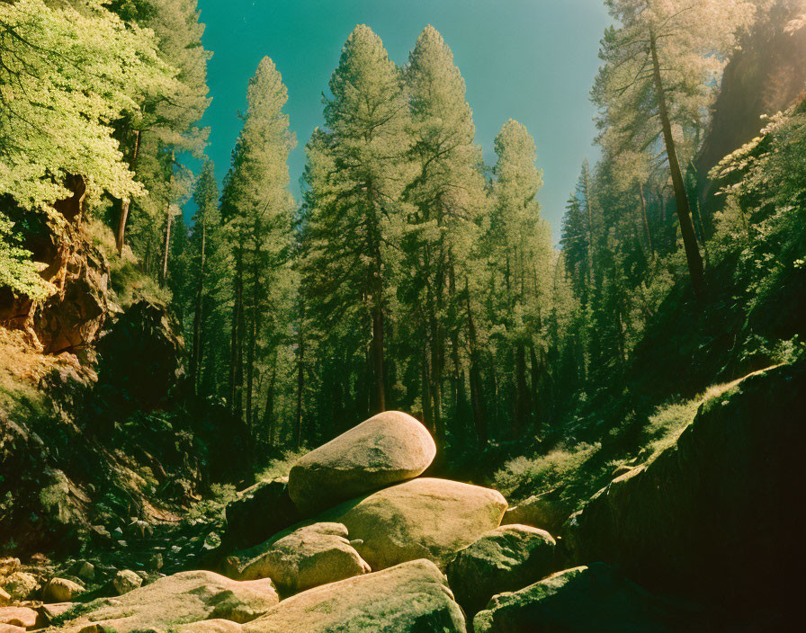 Serene forest landscape with tall trees, sunlight on mossy ground