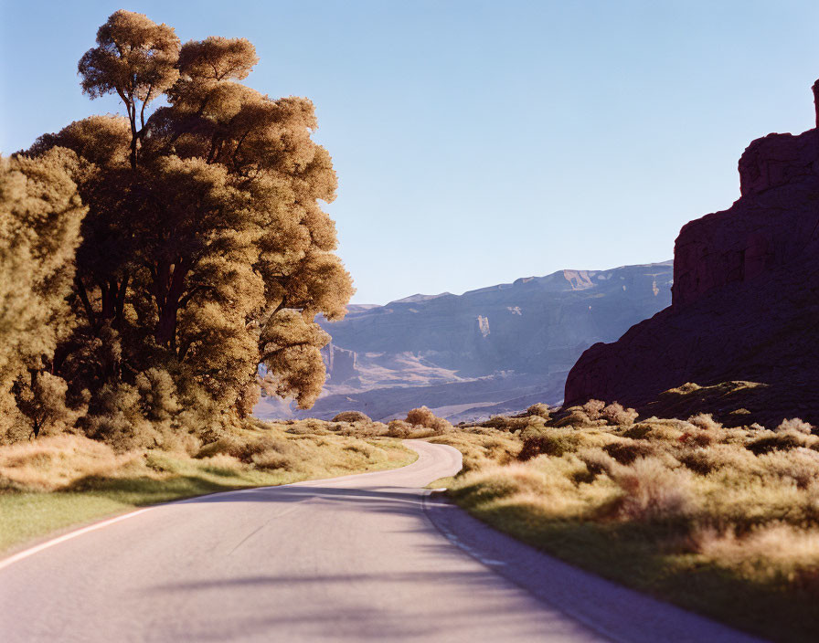 Desert landscape with winding road, tree, rocks, blue sky