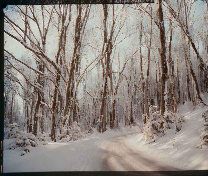 Snowy landscape with winding path and bare trees in bright sky