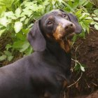 Black and Tan Dog with Glossy Coat and Collar in Lush Green Forest