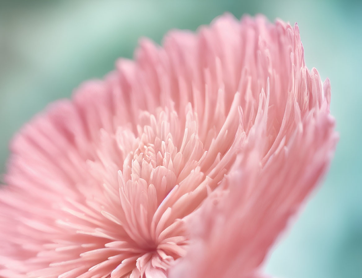 Soft Pink Flower with Delicate Petals on Pastel Background