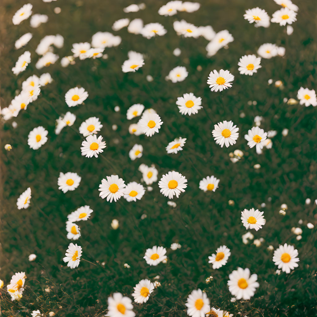 Field of Wild Daisies on Lush Green Grass