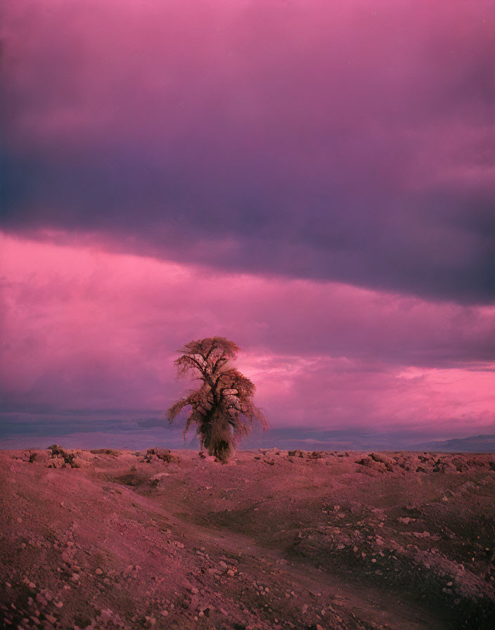 Solitary Tree in Rugged Landscape Under Dramatic Purple Sky