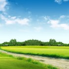 Colorful Trees and Winding Path in Vibrant Rural Landscape