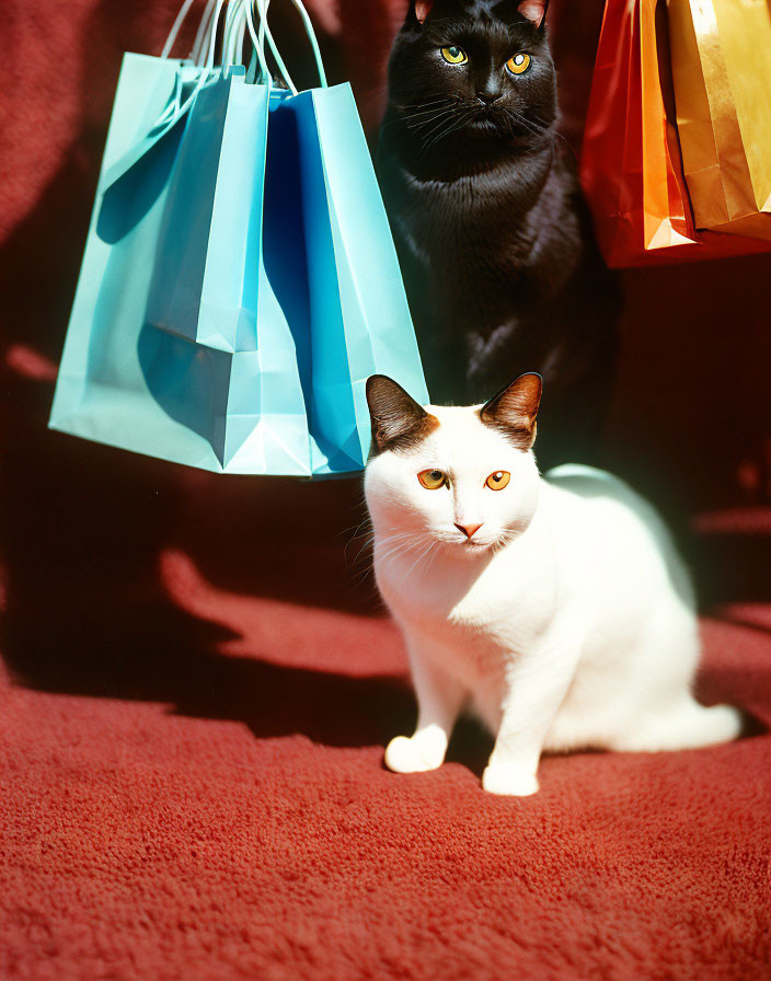 White and black cats with colorful shopping bags on red carpet.