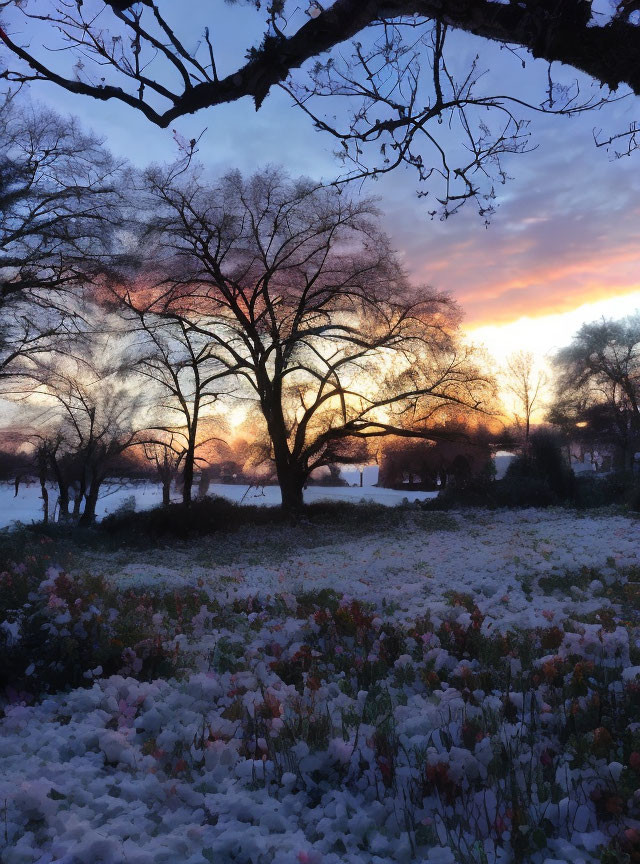 Winter Sunrise: Colorful Sky, Silhouetted Trees, Frost-Covered Field, Pink