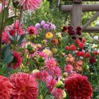 Colorful Floral Garden with Pink and Purple Dahlias & Wooden Fence