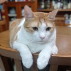 Orange and White Cat with Green Eyes on Wooden Chair