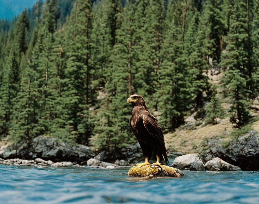 Majestic eagle perched on river rock in pine forest