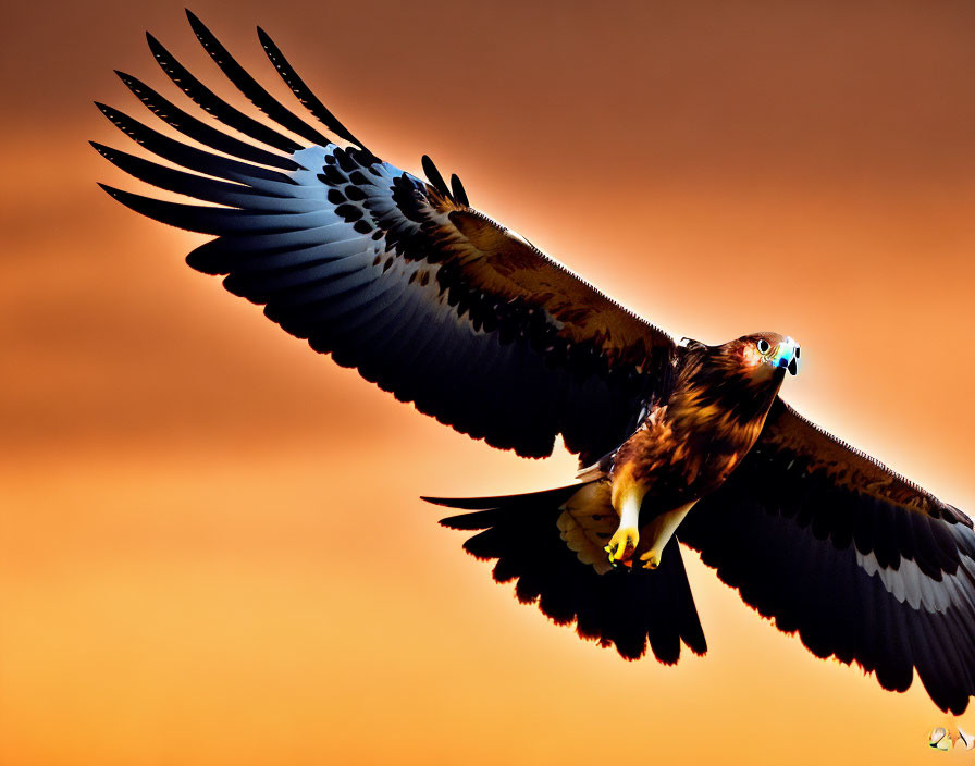 Majestic eagle flying in vivid orange sunset sky