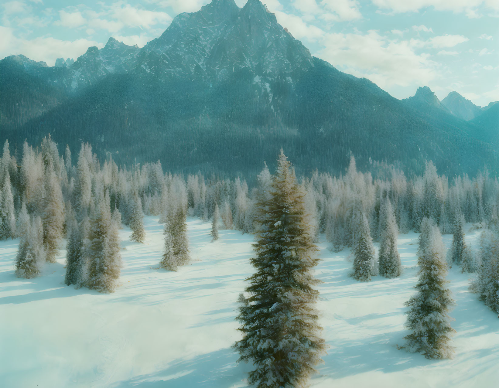 Snow-covered trees and distant mountains in serene winter landscape