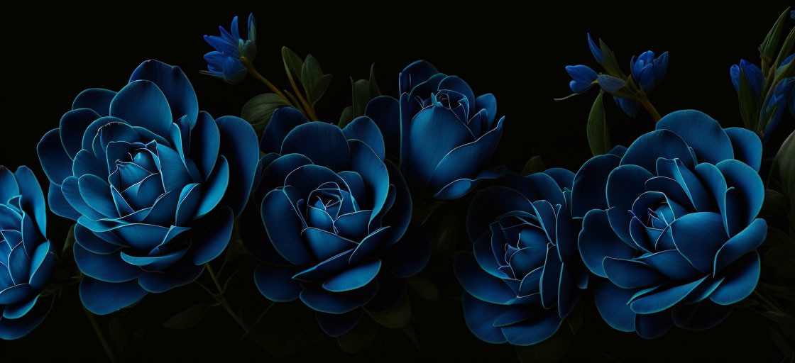 Vibrant Blue Roses Against Dark Background: Striking Contrast and Petal Details