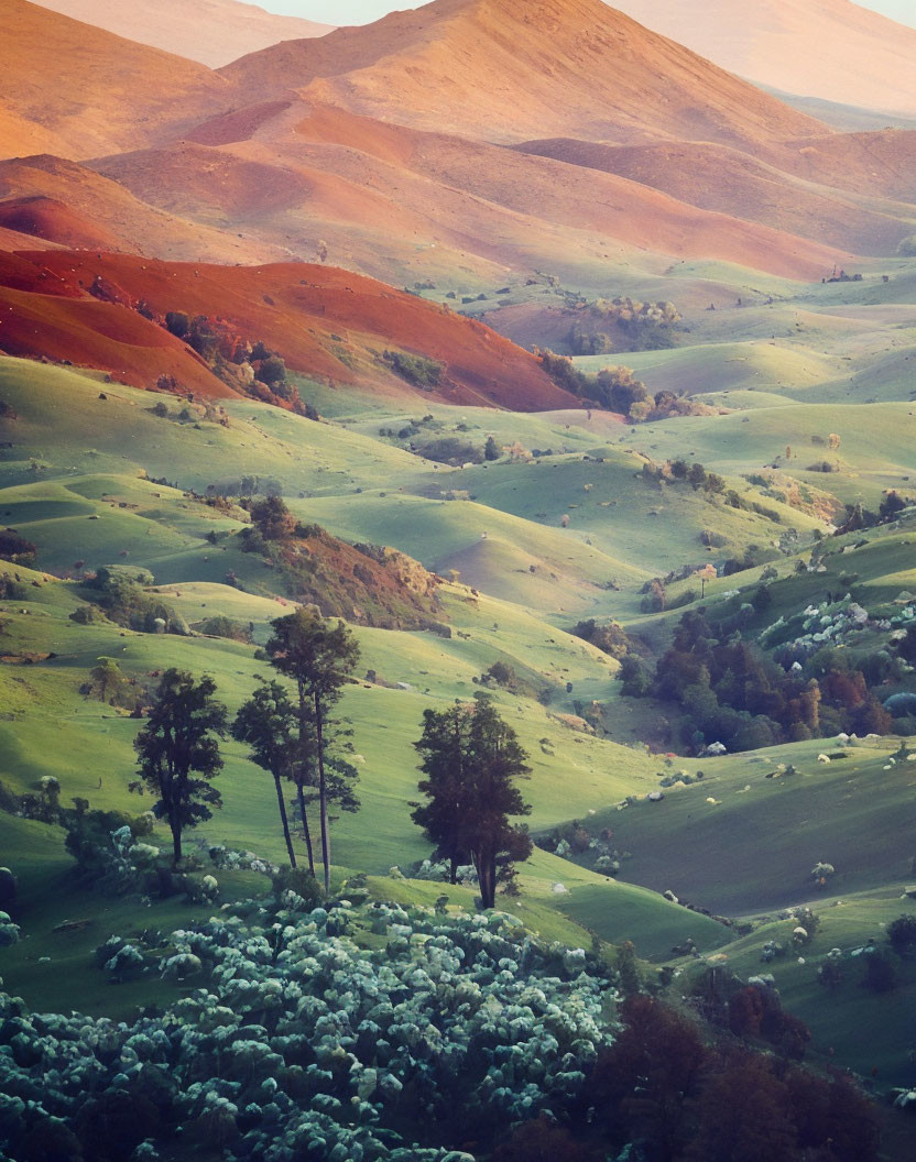 Rolling hills with trees in warm light at sunrise or sunset