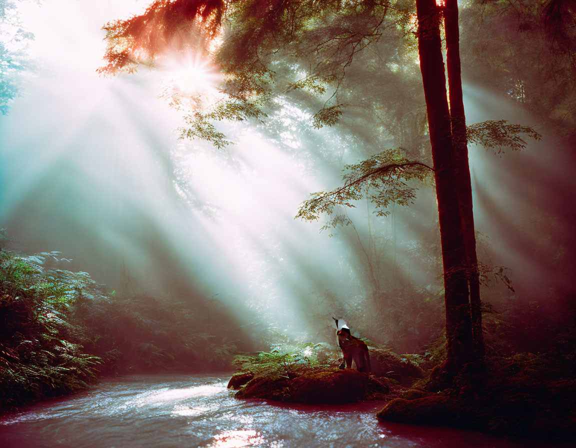 Misty forest canopy with sun rays over serene stream