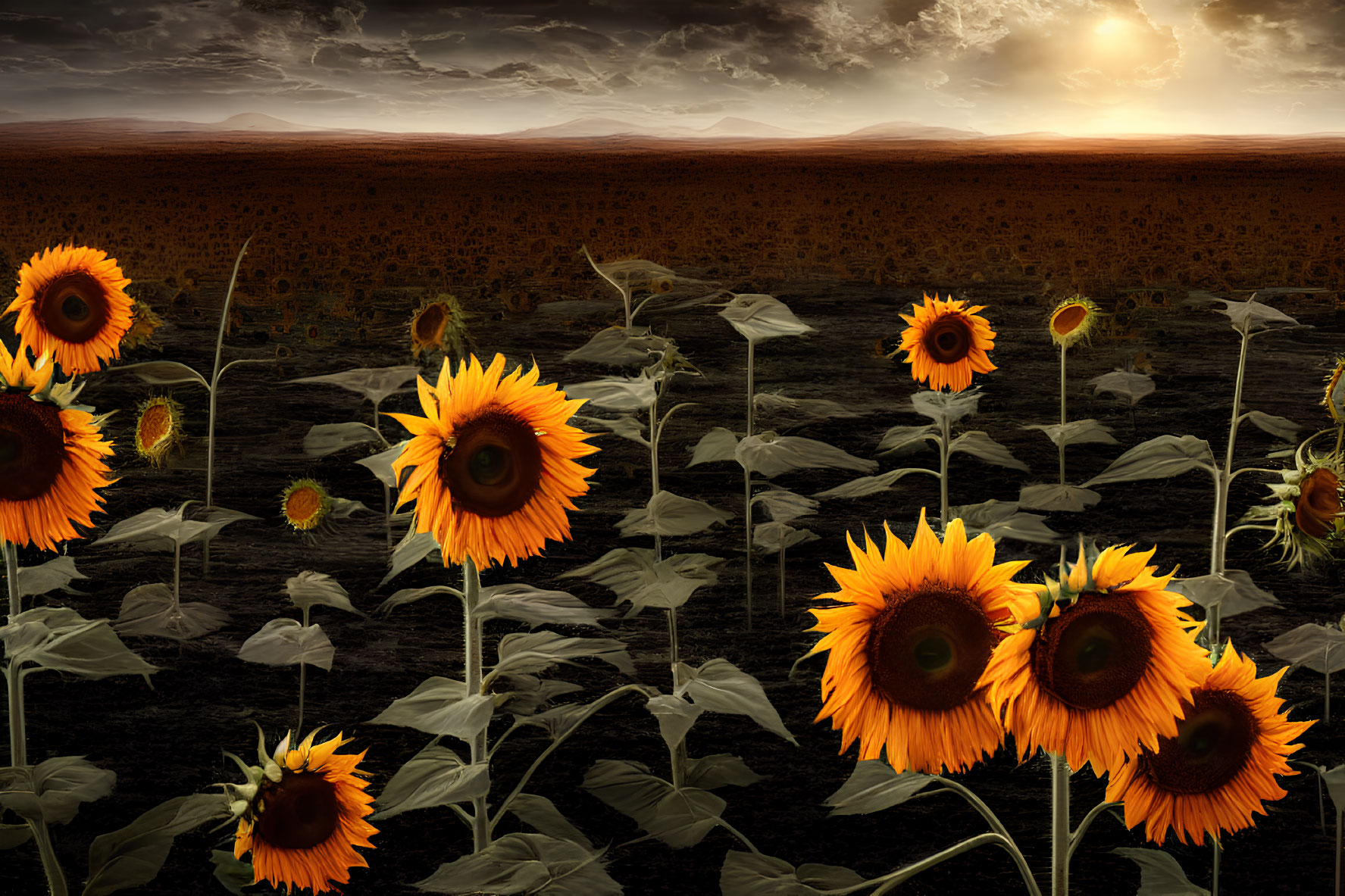 Vibrant sunflowers in field under dramatic sunset sky