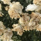 Delicate Pale Peach Peonies with Yellow Centers on Shadowed Background