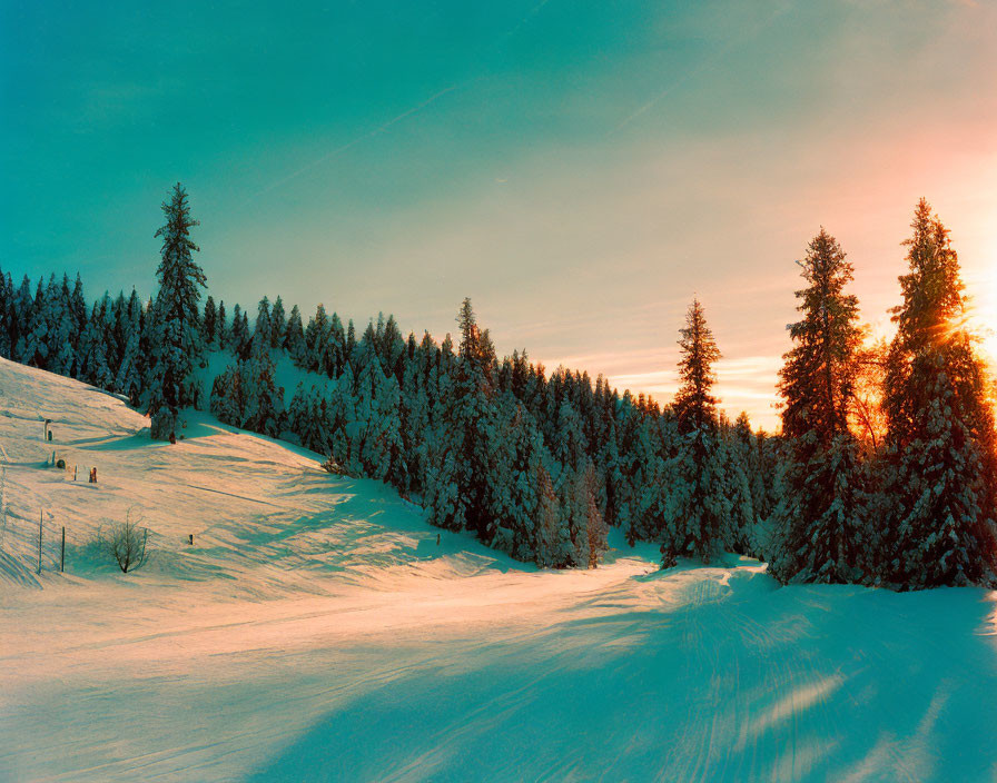 Snow-covered hills, pine trees, and warm sunset glow in winter landscape