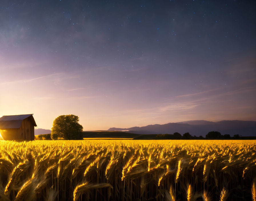 Starry night scene with barn in golden wheat field