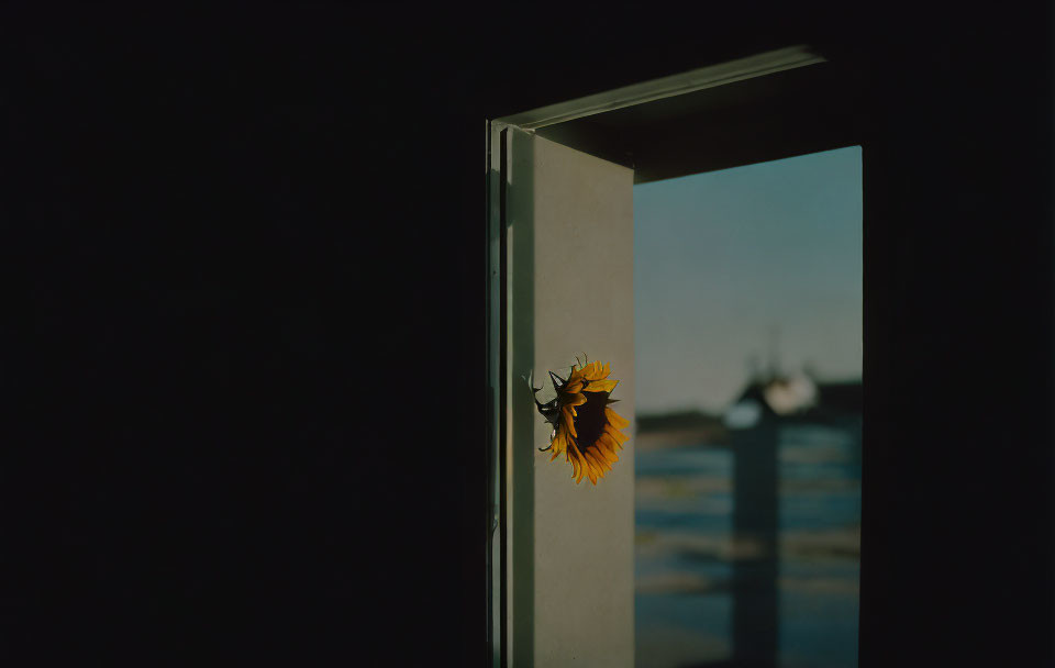 Butterfly perched on open door frame with sunny background.