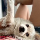 Two cute puppies cuddling with one resting head on a toy and the other's paw on its sibling