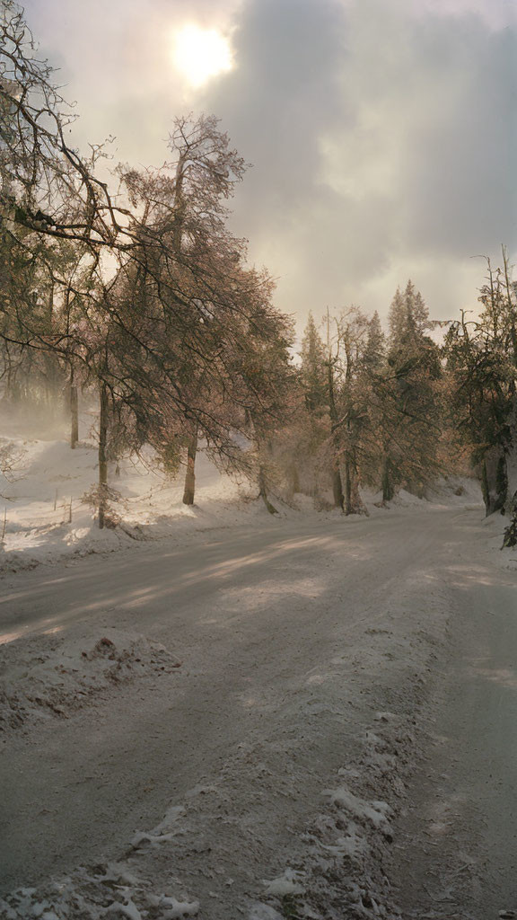 Snowy winter road with sunlit trees