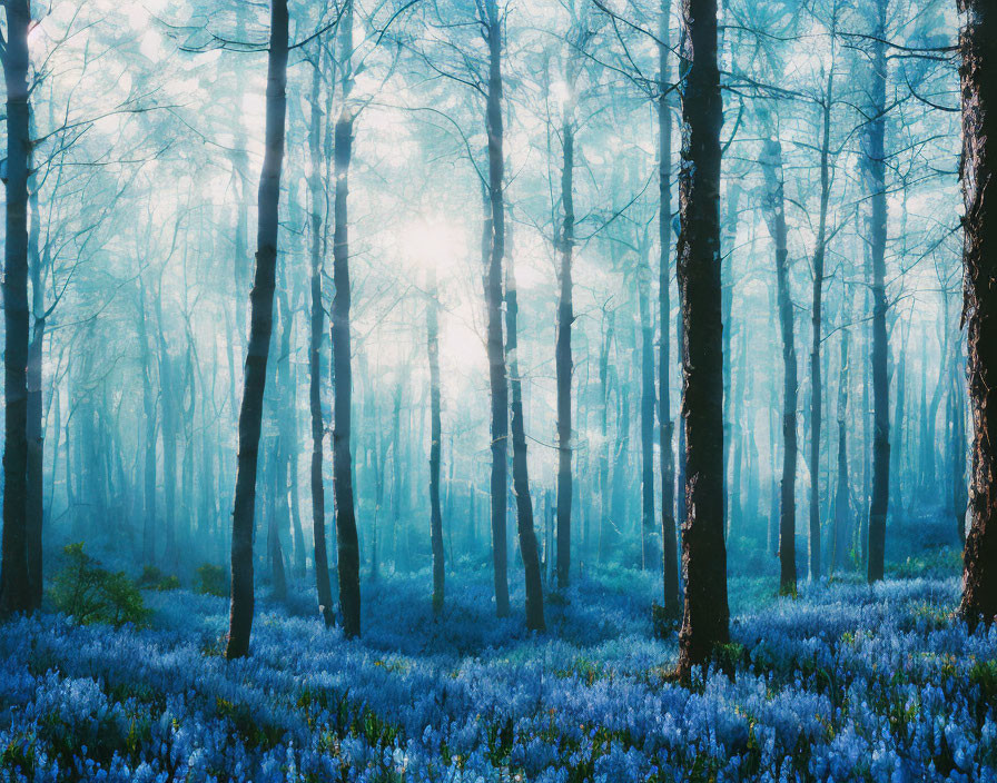 Sunlit Forest with Bluebell-Covered Floor