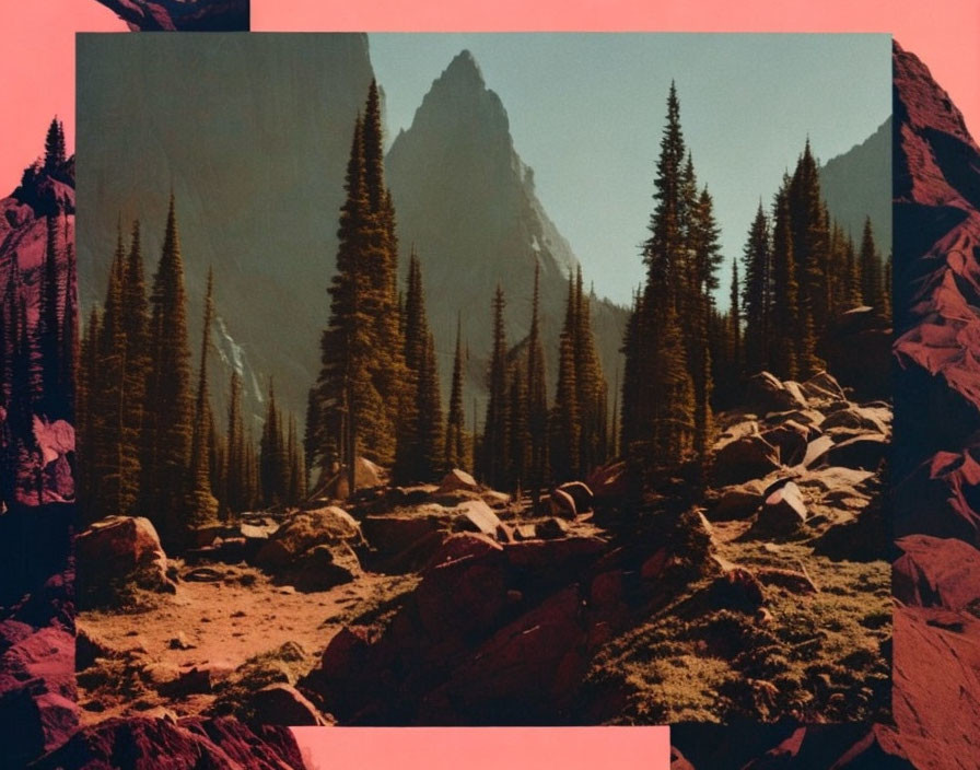 Mountain landscape with tall pine trees under pinkish-orange sky