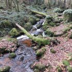 Tranquil forest scene with stream, moss-covered rocks, snow, and autumn leaves.