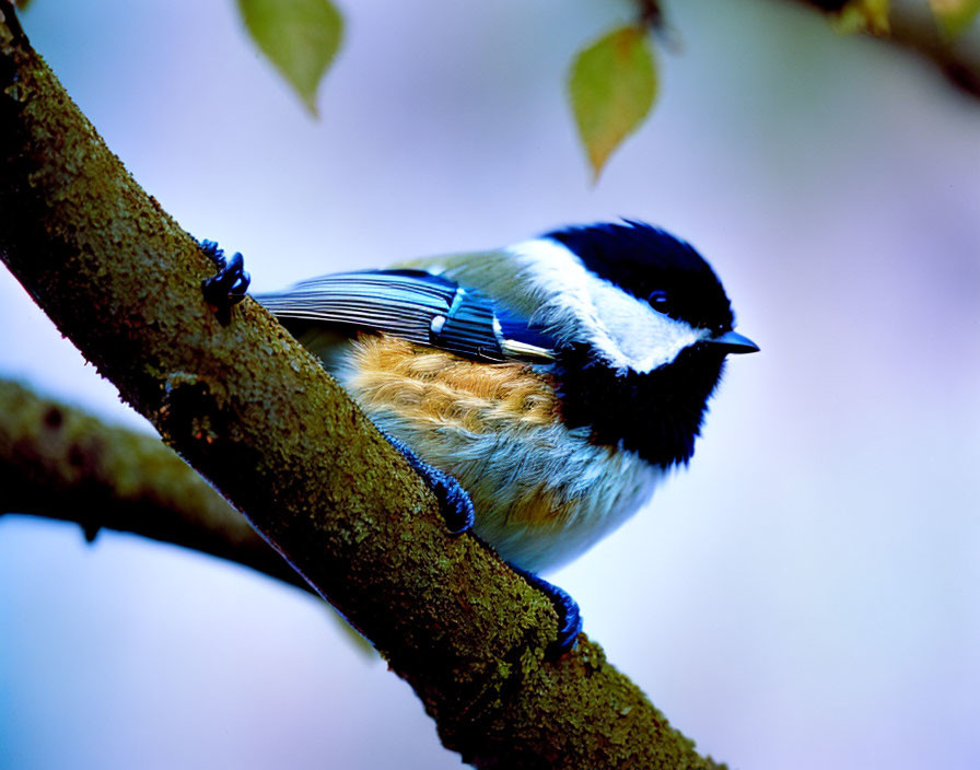 Black-Capped Chickadee Perched on Tree Branch in Vibrant Image