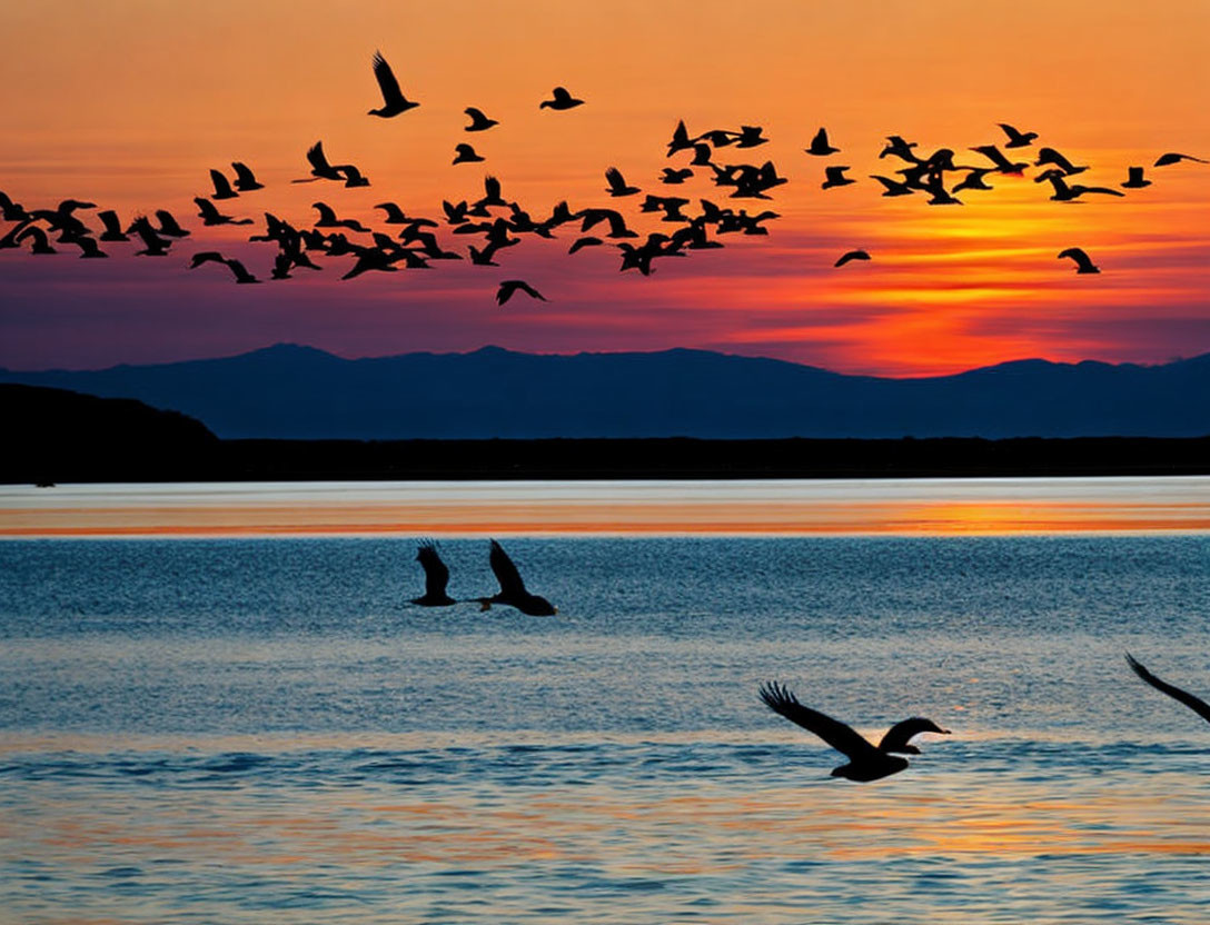 Birds flying over tranquil lake at sunset with orange and blue hues reflected.